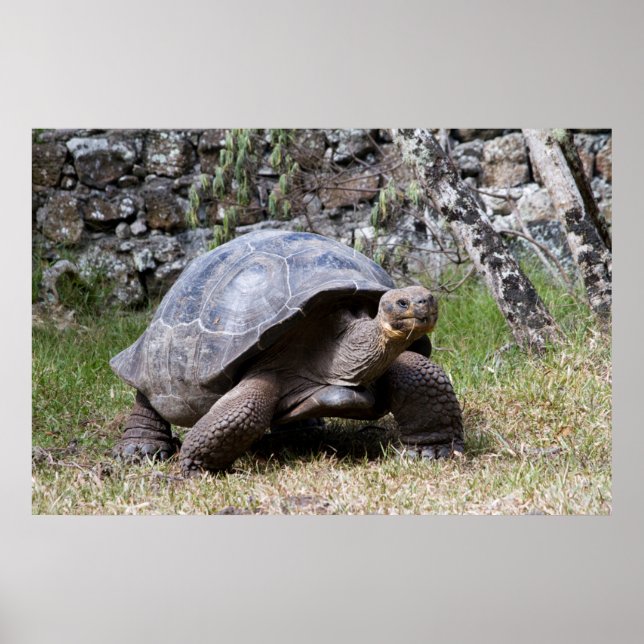 Giant Tortoise | Galapagos Poster (Vorne)