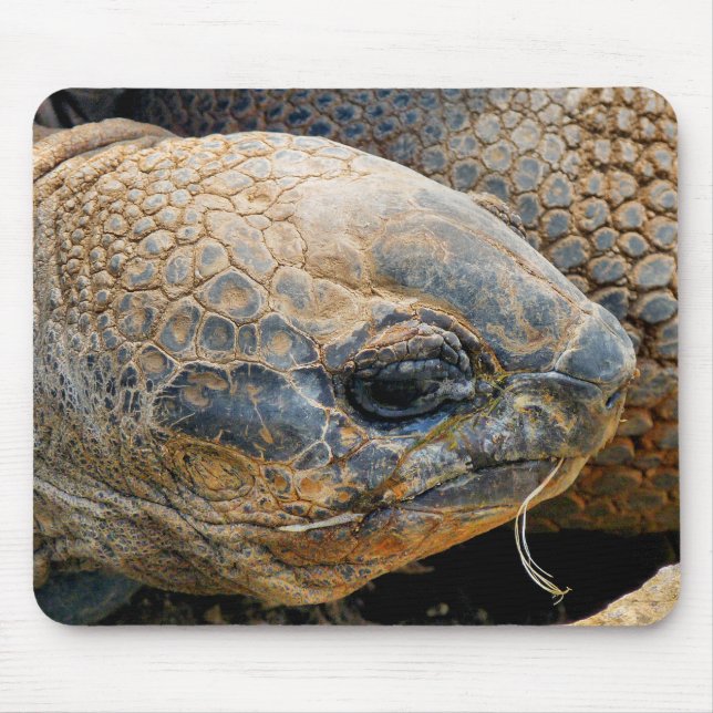 GIANT TORTOISE MOUSEPAD (Vorne)