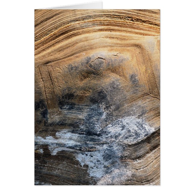 GIANT TORTOISE MUSCHEL CARD (Vorne)