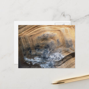 GIANT TORTOISE MUSCHEL POSTKARTE