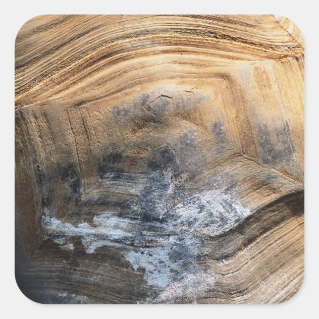 GIANT TORTOISE MUSCHEL QUADRATISCHER AUFKLEBER (Vorderseite)