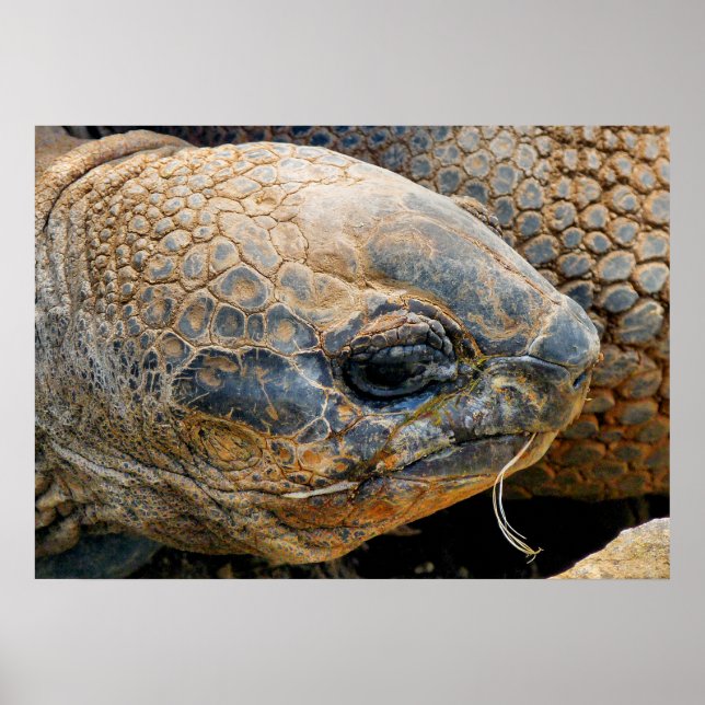 GIANT TORTOISE POSTER (Vorne)