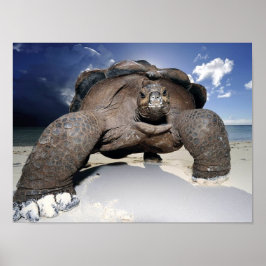Giant Tortoise Poster