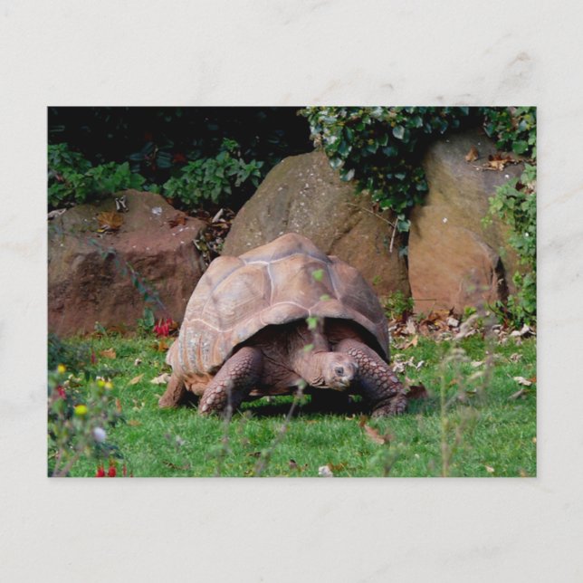 Giant Tortoise Postkarte (Vorderseite)