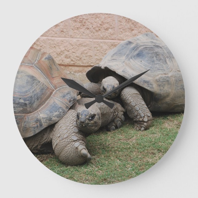 giant tortoises große wanduhr (Vorderseite)
