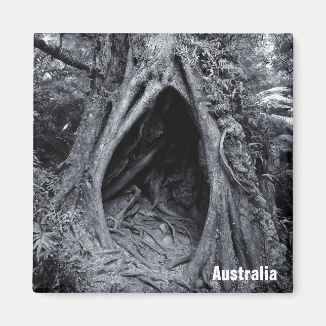 Giant Tree, Tree Hugger, Australien (Kühlschrankma Magnet (Vorne)