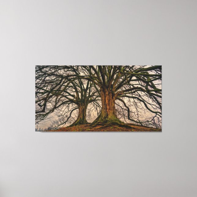 Giant Trees Canvas Print Leinwanddruck (Vorderseite)