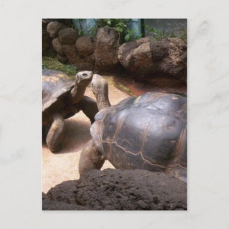 Giant Turtle Kiss Postkarte
