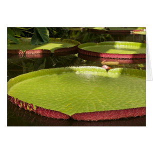 Giant Water Lilies Card