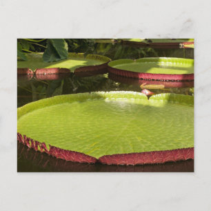 Giant Water Lilies Postcard Postkarte