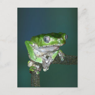 Giant Waxy Monkey Frog Postcard Postkarte