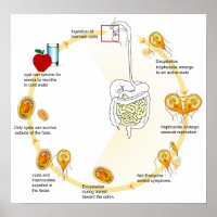 Giardia Life Cycle Parasite