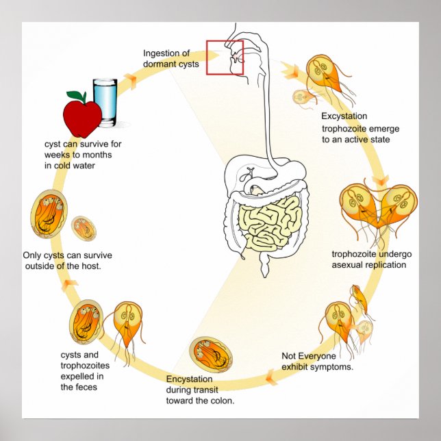 Giardia Life Cycle Parasite Poster (Vorne)