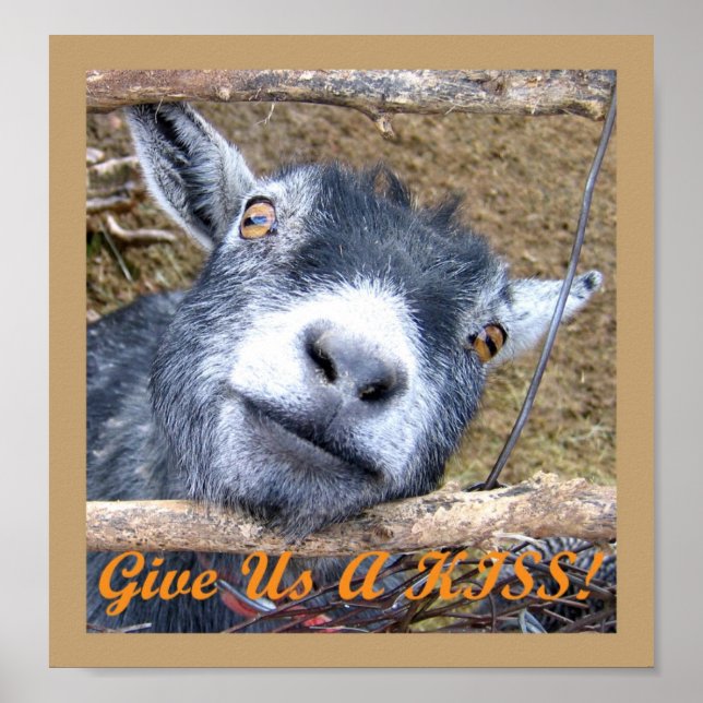Gib uns einen Kuss! Poster (Vorne)