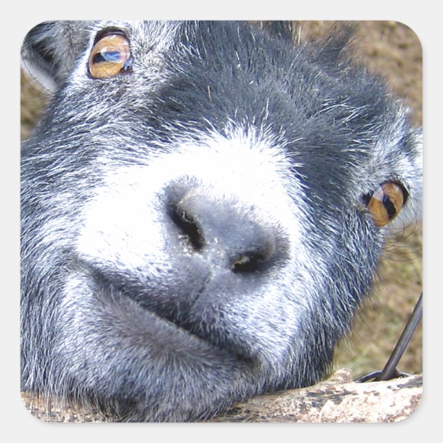 Gib uns einen Kuss... Quadratischer Aufkleber (Vorderseite)