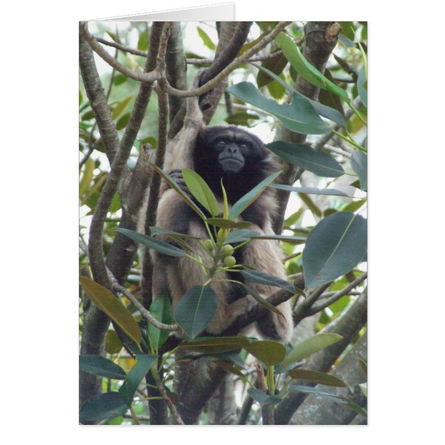Gibbon (Vorne)