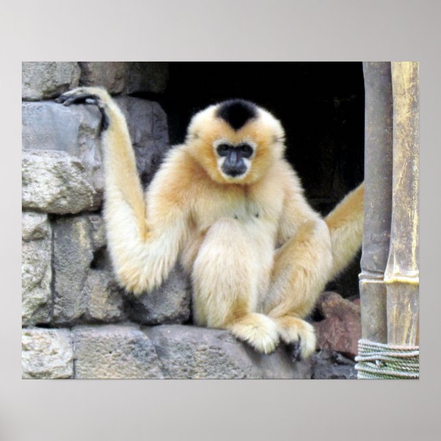 Gibbon (2264) Poster (Vorne)