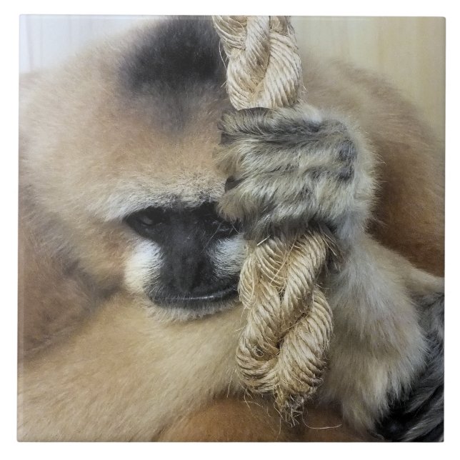 GIBBON MONKEY FLIESE (Vorderseite)