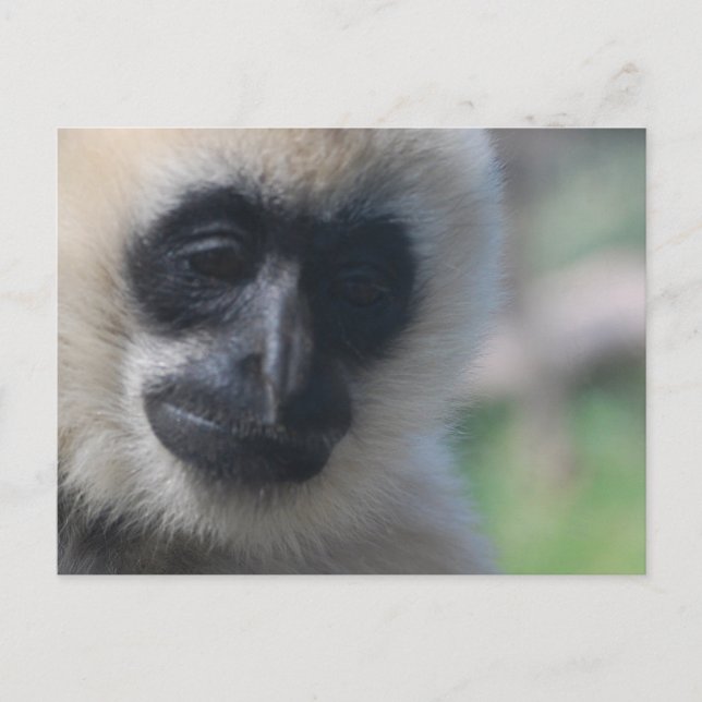 Gibbon Postcard Postkarte (Vorderseite)