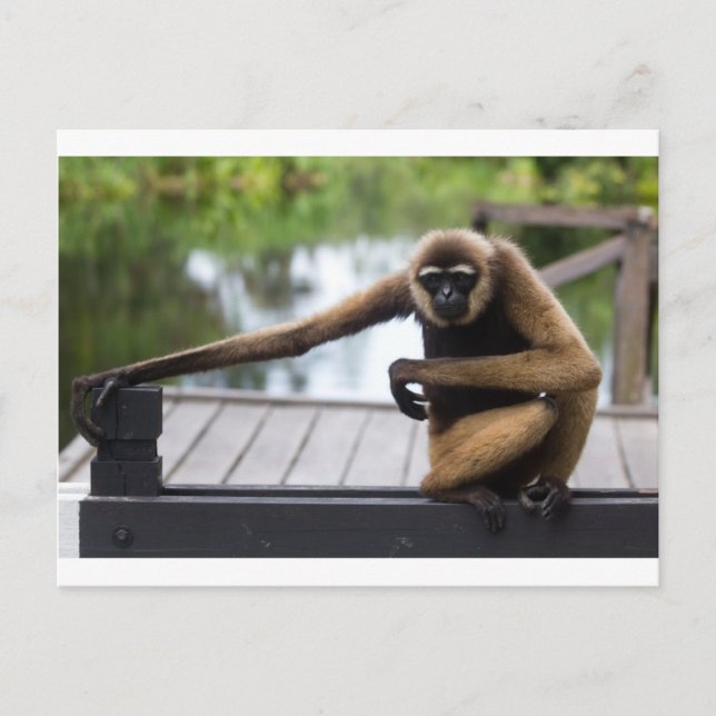 Gibbon Postkarte (Vorderseite)