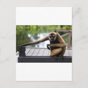 Gibbon Postkarte