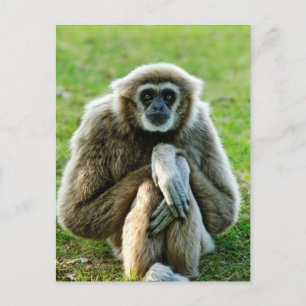 Gibbon, reden wir über den Sinn des Lebens... Postkarte