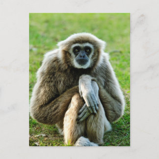 Gibbon, reden wir über den Sinn des Lebens... Postkarte