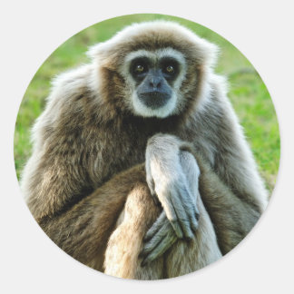 Gibbon, reden wir über den Sinn des Lebens... Runder Aufkleber