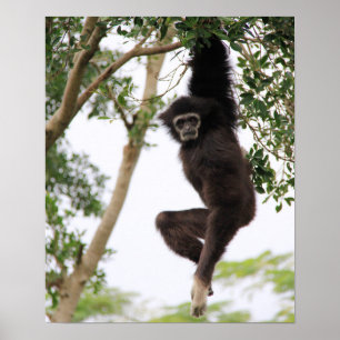 Gibbon Swinging from Tree Poster