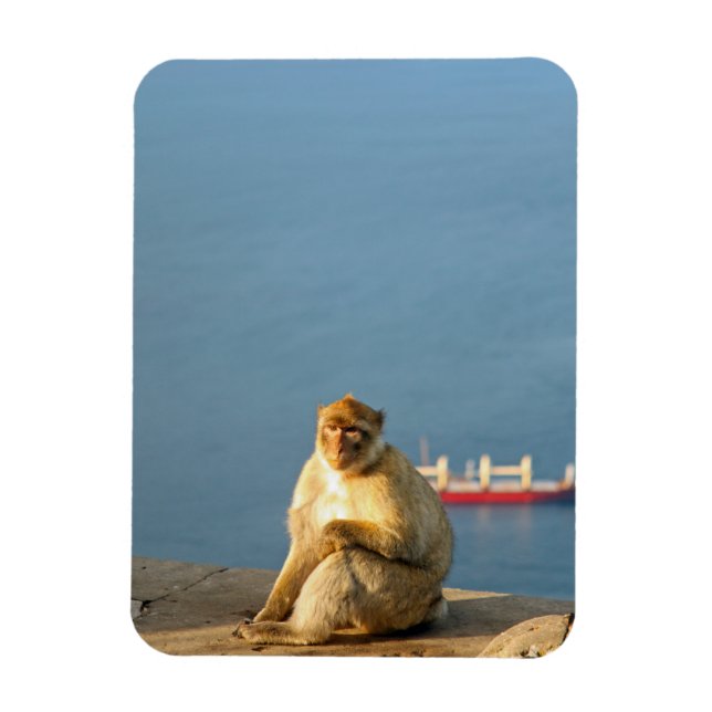 Gibraltar Barbary ape Magnet (Vertikal)