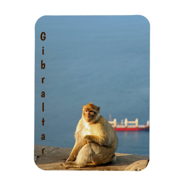 Gibraltar Barbary ape Magnet (Vertikal)