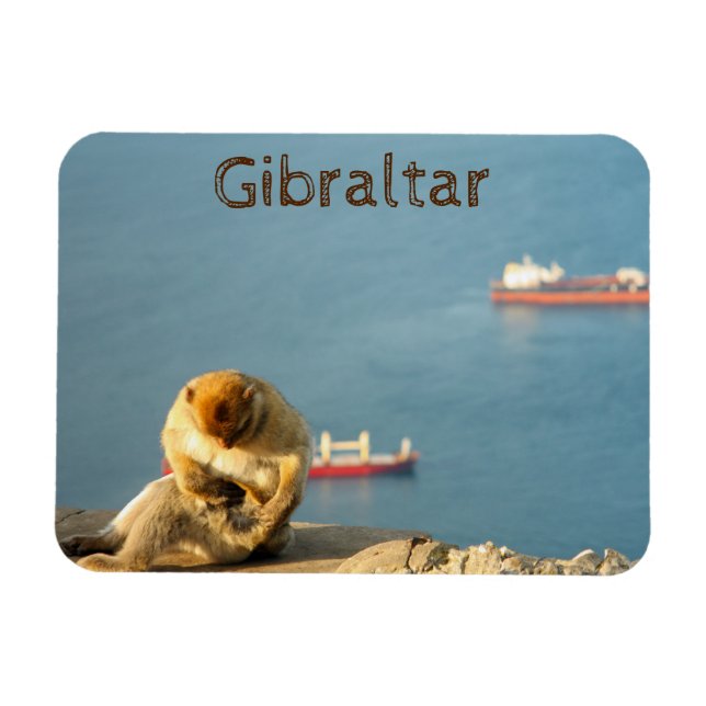 Gibraltar Barbary ape Magnet (Horizontal)