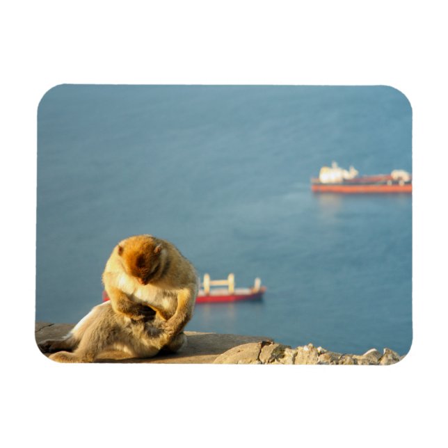 Gibraltar Barbary ape Magnet (Horizontal)