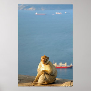 Gibraltar Barbary ape Poster