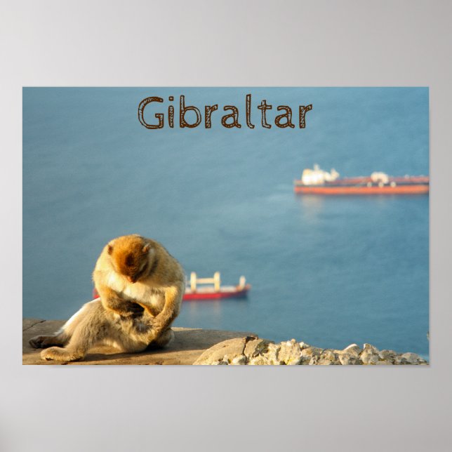 Gibraltar Barbary ape Poster (Vorne)
