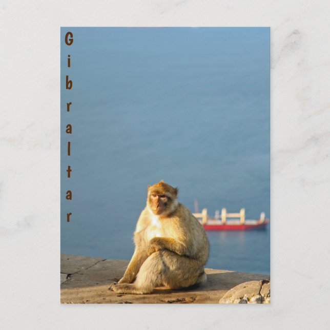Gibraltar Barbary ape Postkarte (Vorderseite)