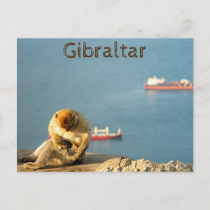 Gibraltar Barbary ape Postkarte