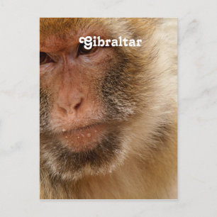 Gibraltar Barbary Macaques Postkarte