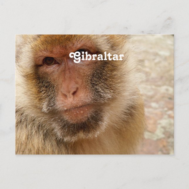 Gibraltar Barbary Macaques Postkarte (Vorderseite)