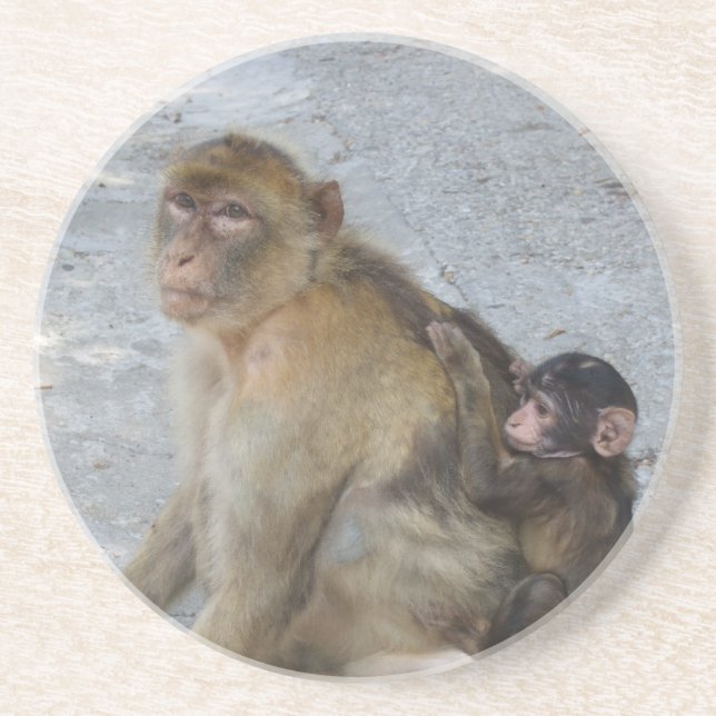Gibraltar Monkeys Untersetzer (Vorne)