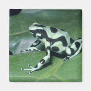 Gift-Dart-Frog (Dendrobates auratus) Cahuita Magnet