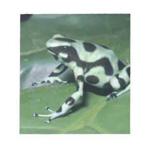 Gift-Dart-Frog (Dendrobates auratus) Cahuita Notizblock