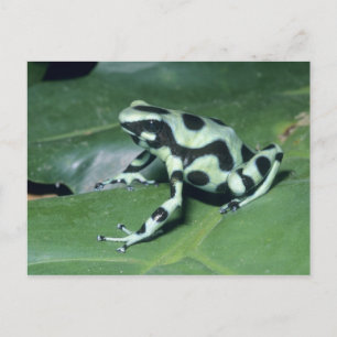 Gift-Dart-Frog (Dendrobates auratus) Cahuita Postkarte