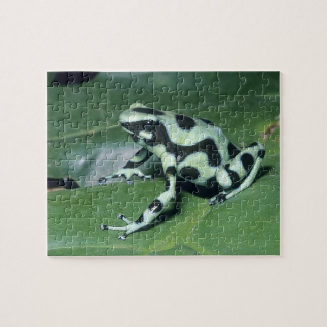 Gift-Dart-Frog (Dendrobates auratus) Cahuita Puzzle (Horizontal)