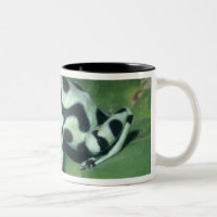 Gift-Dart-Frog (Dendrobates auratus) Cahuita