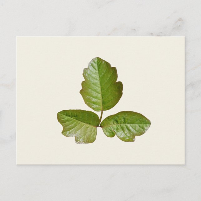 Gift Ivy-Blätter - Botanisches Gift Efeu-Pflanze Postkarte (Vorderseite)