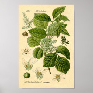 Gift Ivy Pflanze Print Poster