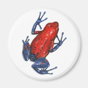 Gift-Pfeil-Frosch-Magnet Magnet