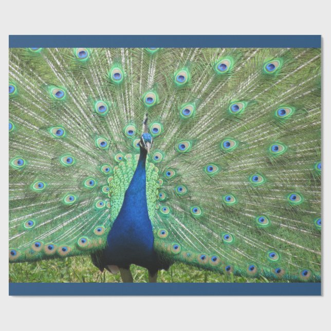 Gift Wrap - Peacock (v.2) Geschenkpapier (Flach)
