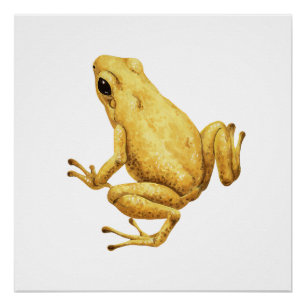 Giftdarmfrosch Poster